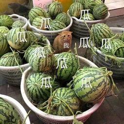 娱乐吃瓜头像高清图片,带你领略潮流风尚